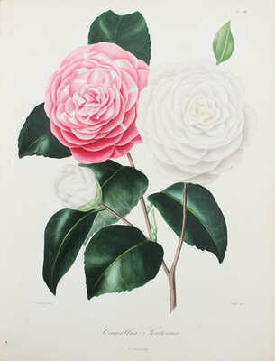 [Берлез Л. Иконография рода камелий или описание и изображения самых красивых и редких камелий... В 3 т.]. 